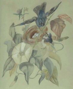 A watercolour painted by Edith Cavell